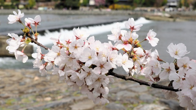 嵐山の桜