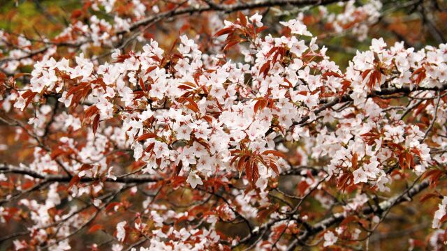 嵐山の桜