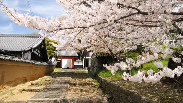 金戒光明寺の桜