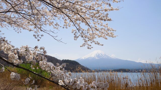 河口湖の桜と富士山