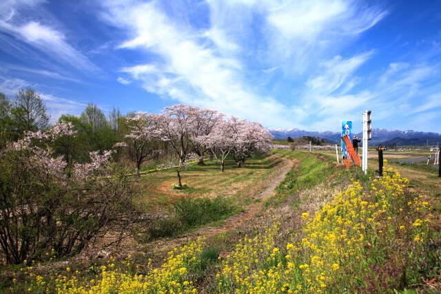 春の公園