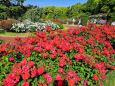 春の京都府立植物園