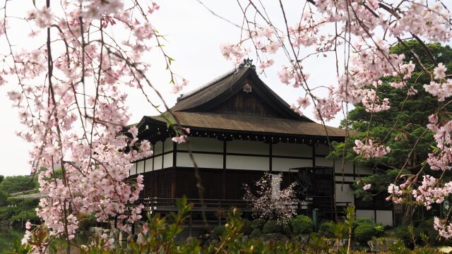 平安神宮のしだれ桜