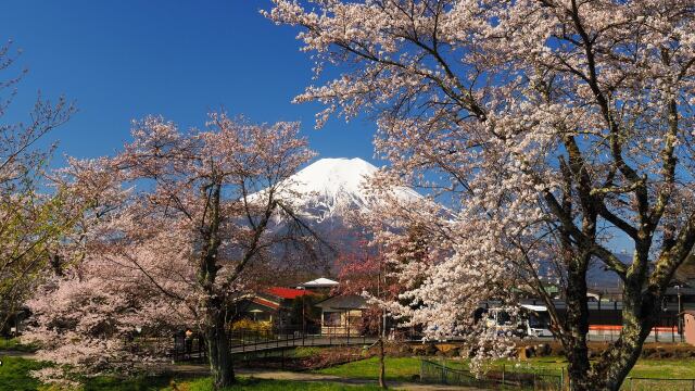 忍野村の桜と富士山