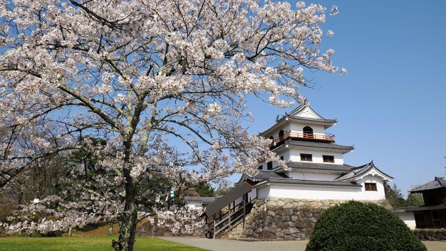 白石城の桜