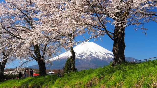 忍野村の桜と富士山