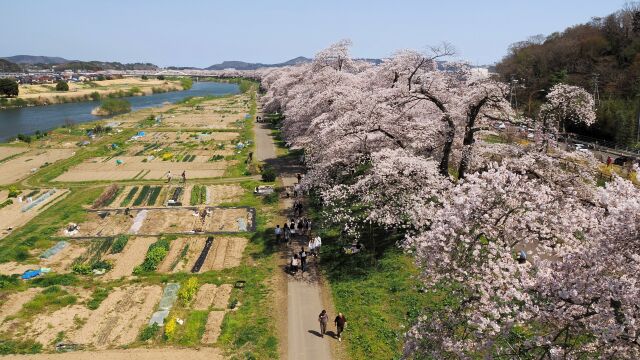 白石川堤の桜