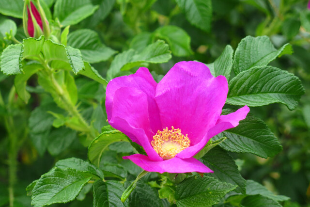 ハマナスの花