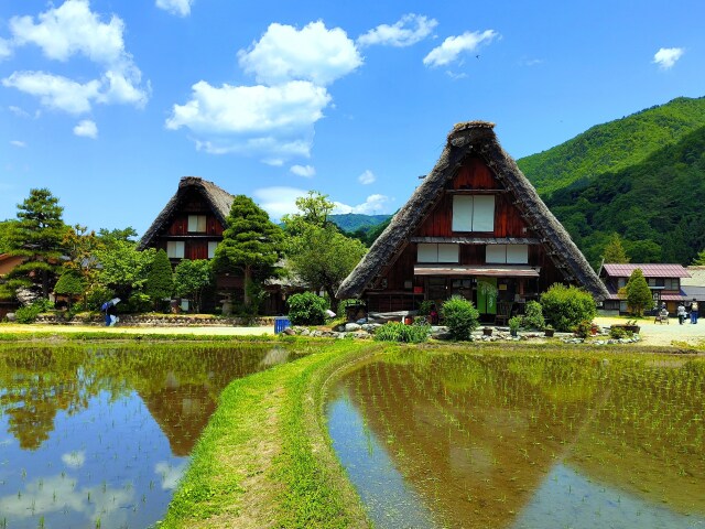 新緑の白川郷