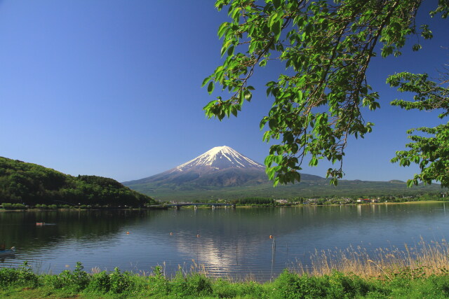 新緑と富士山