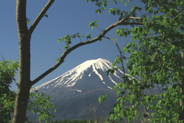 新緑に富士山