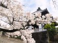 金戒光明寺の桜