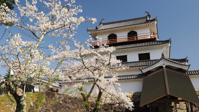 白石城の桜