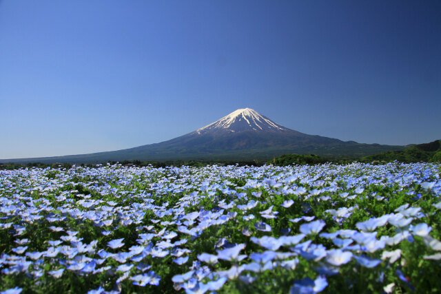 ネモフィラに富士山