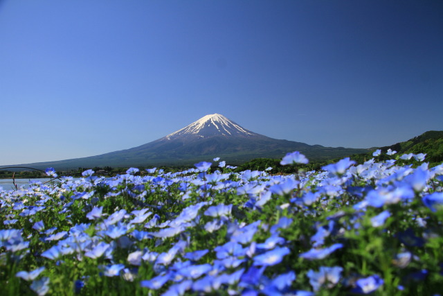 心和む風景