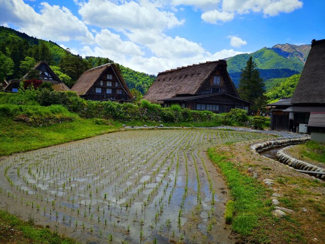 新緑の白川郷