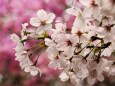 嵐山の桜