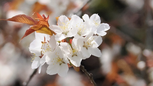 金戒光明寺の桜