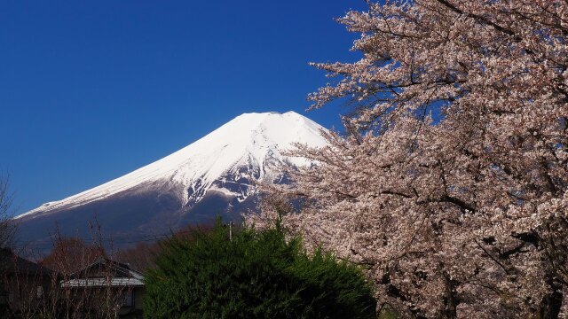 忍野村の桜と富士山