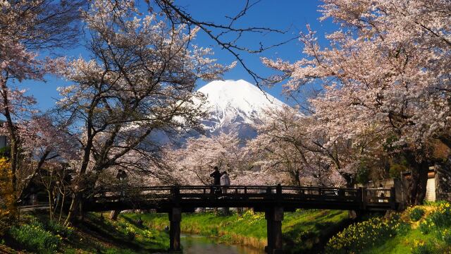 忍野村の桜と富士山