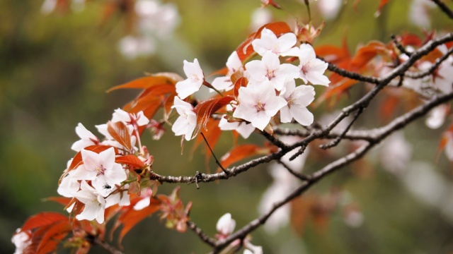 嵐山の桜