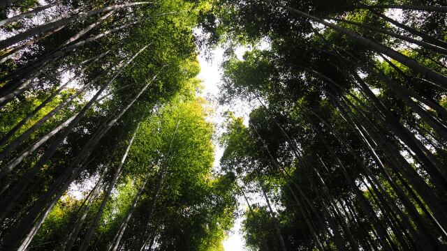 嵐山の竹林