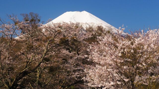 忍野村の桜と富士山