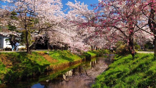 忍野村の桜