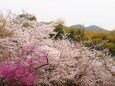 嵐山の桜