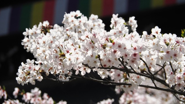 金戒光明寺の桜