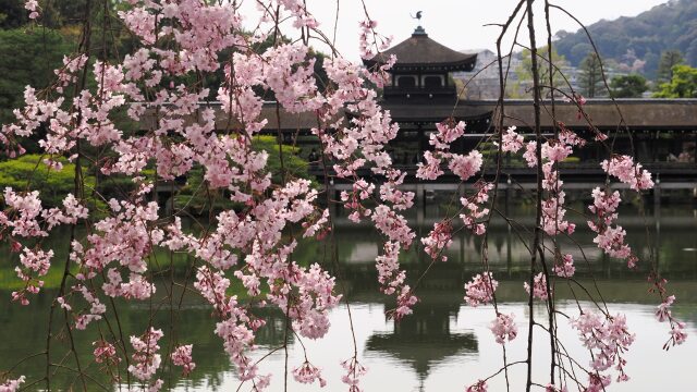 平安神宮神苑のしだれ桜