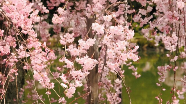 平安神宮神苑のしだれ桜