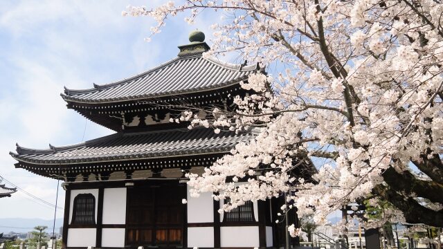 金戒光明寺の桜