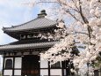 金戒光明寺の桜