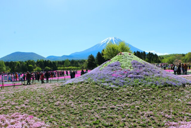 本栖湖芝桜ダブル富士