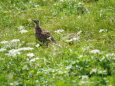 北ノ俣岳のチビ雷鳥2