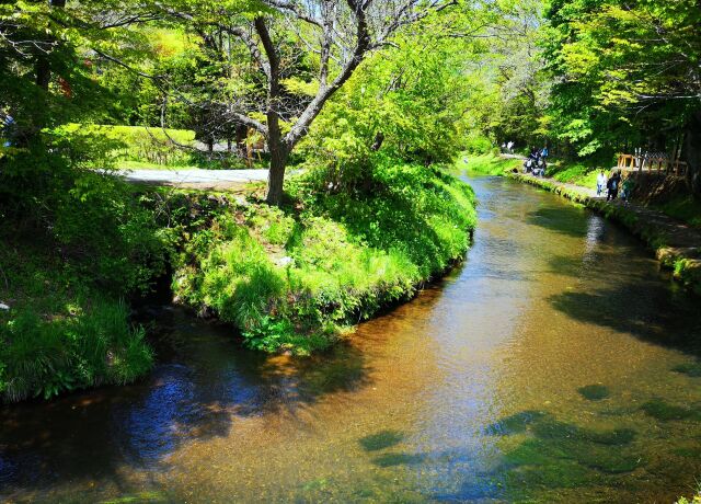 新緑の忍野八海