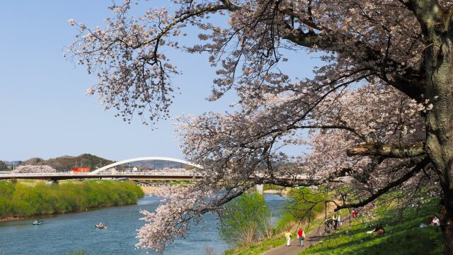 白石川堤の桜