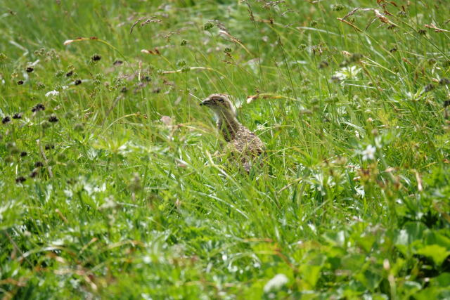 北ノ俣岳のチビ雷鳥4