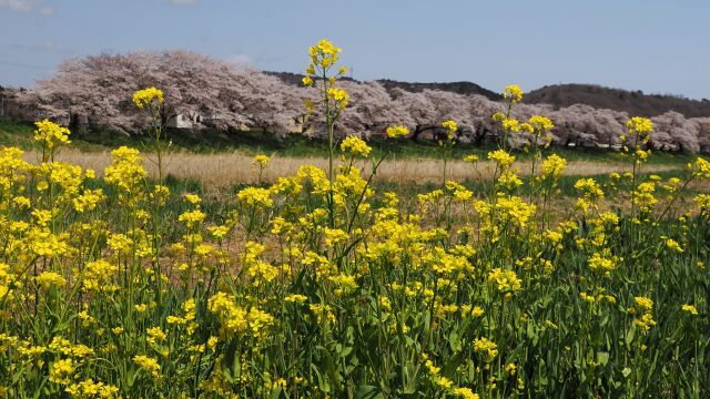 白石川堤の桜と菜の花