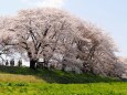 白石川堤の桜