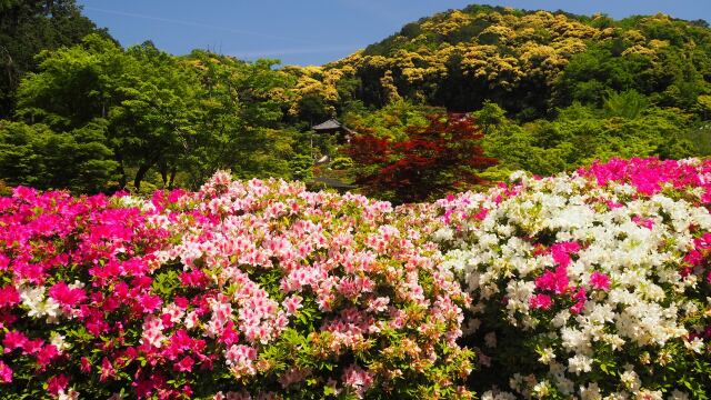 三室戸寺のツツジ