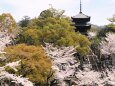 金戒光明寺の桜