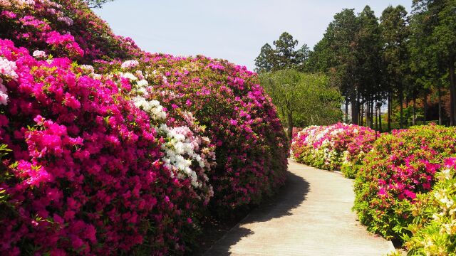 三室戸寺のツツジ