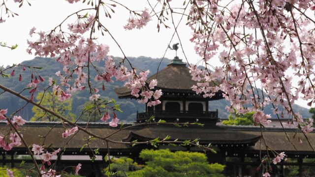 平安神宮神苑のしだれ桜