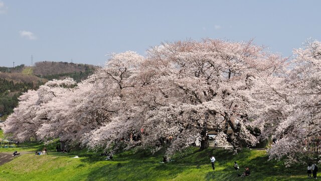 白石川堤の桜