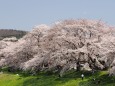 白石川堤の桜