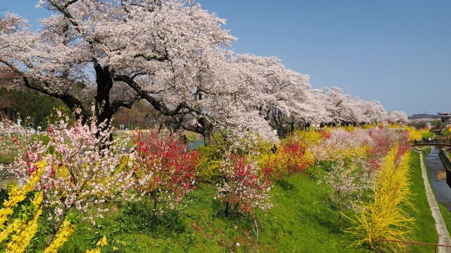 白石川堤の桜