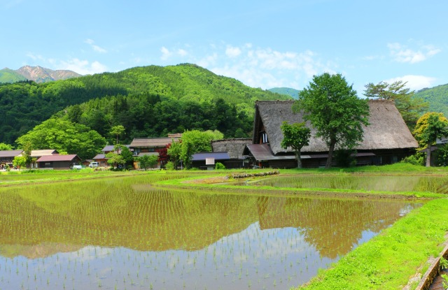 新緑の白川郷