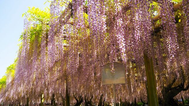 平等院の藤